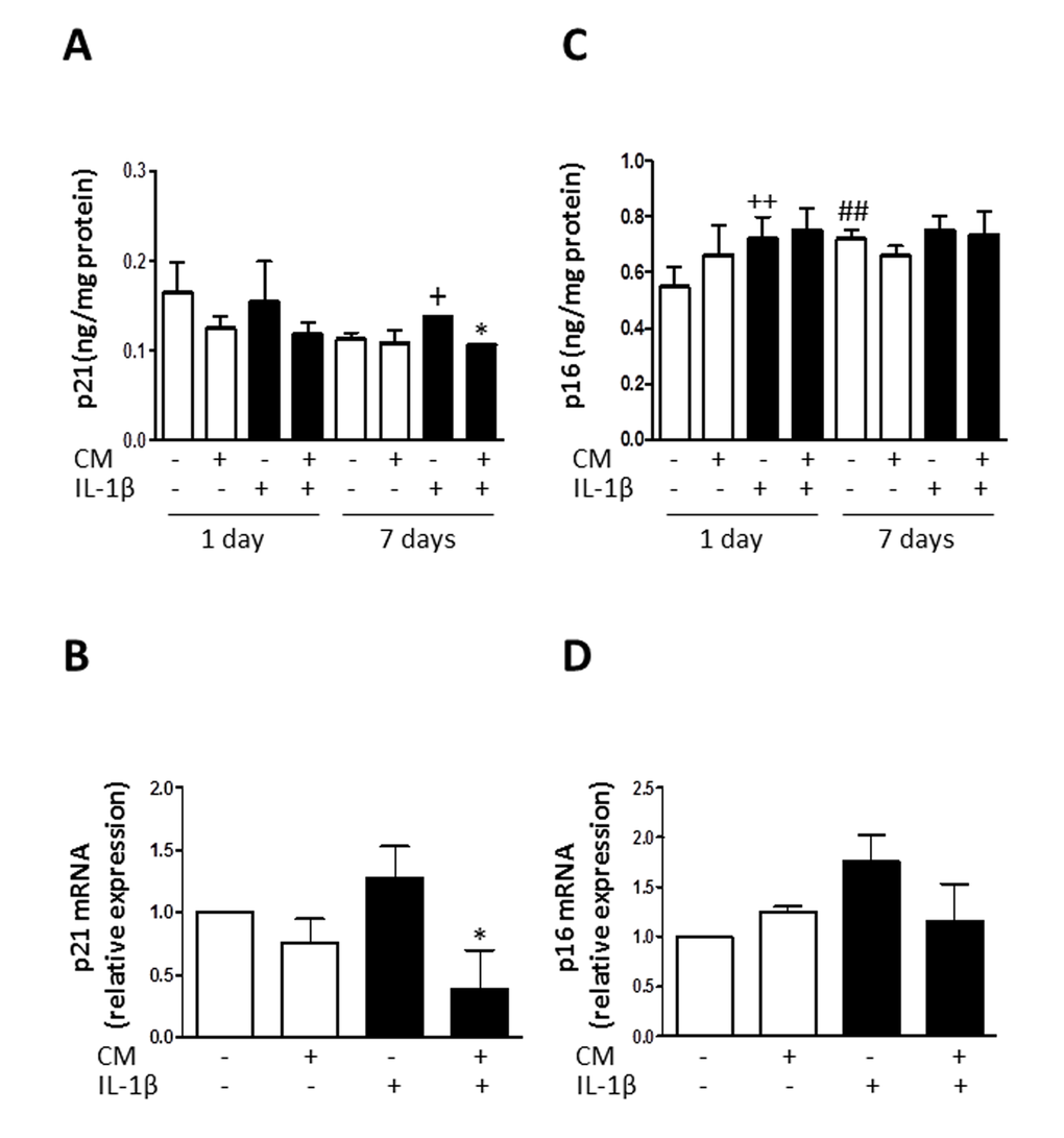 Effect of CM on p21 and p16. (A) Protein levels of p21 were assessed by ELISA. OA chondrocytes were incubated with IL-1β and/or CM for the indicated times. (B) p21 mRNA expression was determined by quantitative real-time PCR. OA chondrocytes were incubated with IL-1β and/or CM for 24 hours. (C) Protein levels of p16 were assessed by ELISA. OA chondrocytes were incubated with IL-1β and/or CM for the indicated times. (D) p16 mRNA expression was determined by quantitative real-time PCR. OA chondrocytes were incubated with IL-1β and/or CM for 24 hours. Data are shown as mean±standard deviation of N=8 separate experiments with cells from separate donors. +p