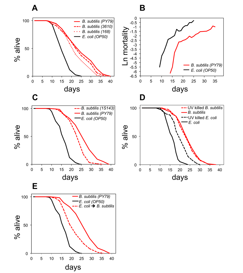 B. subtilis fed worms live longer and die because of different reasons than E. coli fed worms. (A) Life span curves for adult worms maintained on E. coli (OP50) or on different wild type strains of B. subtilis: PY79, 3610, and 168. (B) Age-related mortality for worms fed B. subtilis or E. coli (see also Figure S2 for life span and death frequency over time data). (C) Life span curves for adult worms maintained on E. coli, B. subtilis, or the sporeless B. subtilis mutant (1S143). (D) Life span curves for adult worms maintained on live E. coli, UV-killed E. coli, live B. subtilis, or UV-killed B. subtilis. (E) Life span curves for adult worms maintained on E. coli; on B. subtilis; or on E. coli as late L4 stage and then switched to B. subtilis. (A-E) y-axis indicates percentage of worms that are alive. x-axis indicates day of adulthood. See also Table S1.