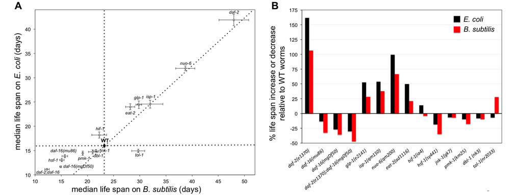 Genetic interventions that affect the life span of worms fed E. coli do not always lead to similar effects in worms fed B. subtilis. (A) Median life span ± S.E.M. of 14 mutant strains as well as WT worms when worms are fed E. coli or B. subtilis. Perpendicular dotted lines are reference lines representing the median life span of WT worms on each diet. The diagonal dotted line represents a perfect proportionality between median life span for mutant worms upon feeding B. subtilis relative to feeding E. coli, based on the WT median life span results. See also Table S6. (B) Bars represent the percentage of life span increase or decrease for mutant worms fed E. coli or B. subtilis relative to WT worms fed the same type of diet. Indicated is the mutant and allele used in each life span experiment.