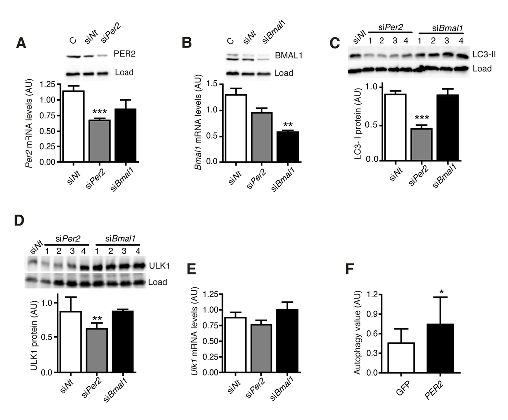 PER2 regulates autophagy. (A) Per2 mRNA and protein levels after transfection with Per2-or Bmal1-specific siRNA or an equivalent dose of non-target siRNA. C: untransfected control sample. (B)Bmal1 mRNA and protein levels. (C) LC3-II protein levels. (D) ULK1 protein levels. (E)Ulk1 mRNA levels. All data are shown as mean values ± SEM, n=4. Asterisks designate statistically significant differences of specific siRNA treatment versus control treatment with siNt (unpaired t-test, two-tailed). (F) Autophagy value (LC3-II in inhibitor treated cells – LC3-II in untreated cells) in two different cell lines from donors aged 60-70 years expressing only GFP (white) or PER2-GFP (black). Asterisks designate statistically significant differences of PER2-GFP versus GFP expression (unpaired t-test, two-tailed), n=3.
