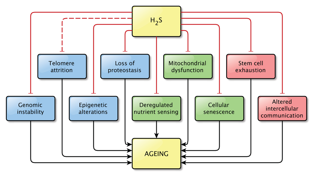 Overview of the effects of physiological levels of H2S on the Hallmarks of Aging. Hydrogen sulfide affects at least one pathway involved in almost all hallmarks of aging. A direct effect of H2S on pathways involved in telomere attrition was not shown, however the effects of H2S on genome stability might also be beneficial for telomere maintenance, by protecting the integrity of the genome. This is indicated by the interrupted line between H2S and telomere attrition. Physiological levels of H2S were shown to prevent the dysregulation of the pathways associated with aging.