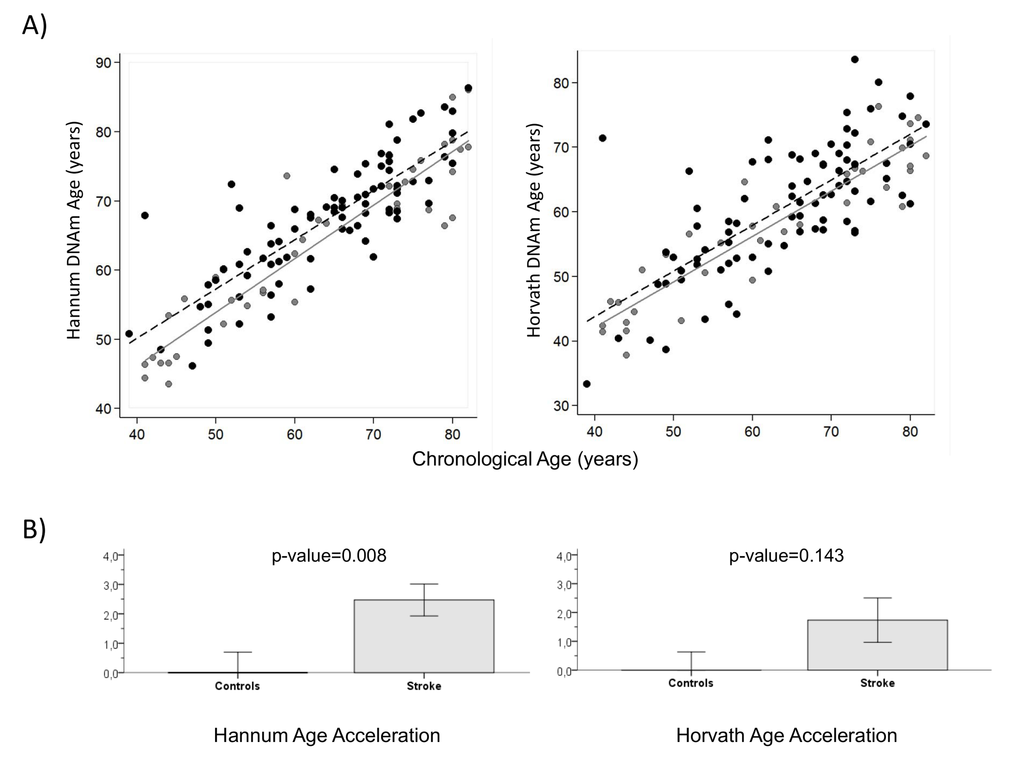 DNA methylation Age (A) Hannum and Horvath versus chronological age in blood samples. Grey and black circles in the scatterplot denote samples from controls and cases, respectively. The grey line represents a linear regression line through control samples. The black dashed line represents a linear regression line through IS cases. For each subject, age acceleration is defined as the vertical distance to the grey line. The bottom row (B) shows how mean age acceleration (y-axis) relates to IS status, with p-value of ANOVA test. By definition, the mean age in controls is zero. Each bar plot reports 1 SE.