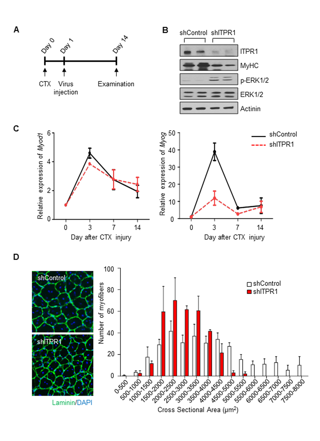 Intramuscular adenovirus-mediated ITPR1 silencing delays muscle regeneration. (A) Scheme of the in vivo experimental procedure. TA muscles of C57BL/6 mice were injected with 50 μl of 20 μM CTX using an insulin syringe at day 0. The next day, injured TA muscle tissues were injected with adenovirus encoding shITPR1-RFP or scrambled shRNA-RFP (1.4x109 particles) using an insulin syringe. At the indicated days, muscle tissues were harvested for biochemical and histological analyses. (B) Immunoblot analysis of ITPR1 knockdown and control mouse TA muscle lysates with anti-ITPR1, anti-MyHC, anti-phospho ERK1/2 and anti-ERK1/2 antibodies, with actinin as the loading control. (C) qRT-PCR analysis of the time-courses of Myod1 and Myog mRNA expression in ITPR1-silenced and control TA muscle samples subjected to CTX injury, relative to 36b4. n = 3 for each group. (D) Representative immunohistochemistry images of Laminin (green) and DAPI (blue) staining of ITPR1-silenced and control TA muscle fibers on day 14 after CTX injury. Cross-sectional areas of muscle fiber were measured using NIS-Elements Microscope Imaging software (Nikon) and fiber size distributions are presented as means ± S.D. (n = 3).