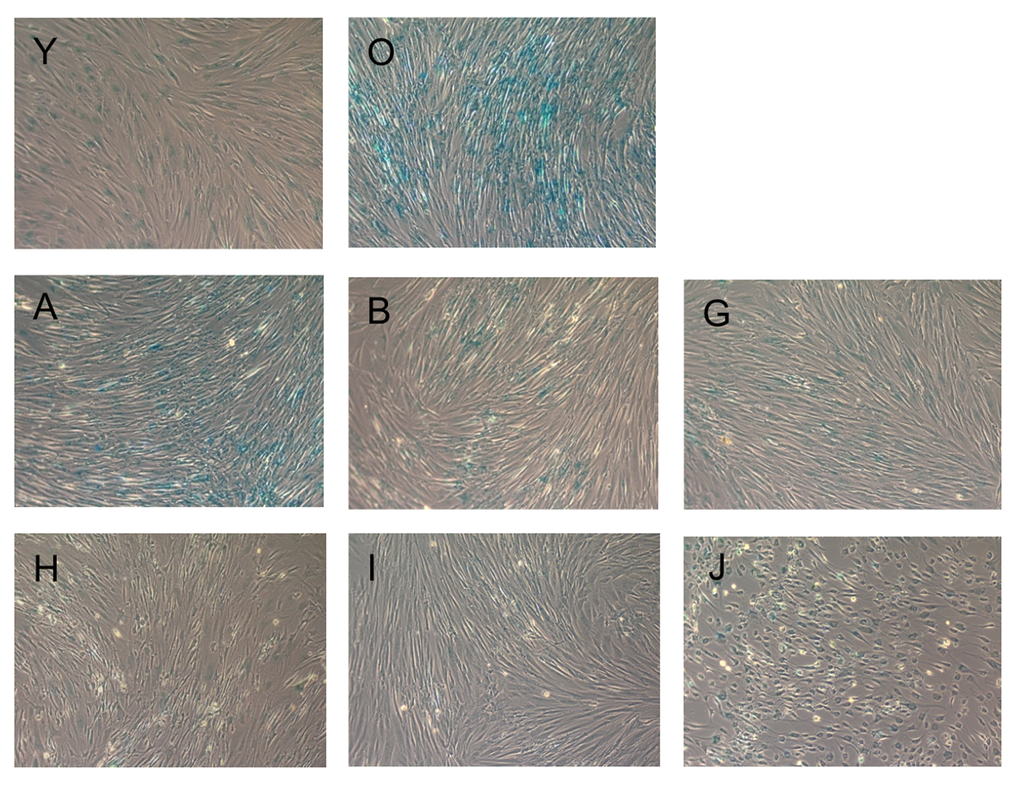 Beta-galactosidase staining of fibroblasts upon incubation with the test substances. Blue staining indicates cellular senescence. Images are named according to the letter code of the substance provided in Table 1.