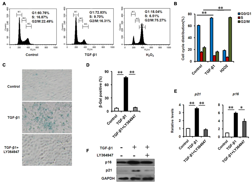TGF-β1 induces cellular senescence in HCECs. (A-B) The G1 phase arrest was induced by TGF-β1 treatment .Control and TGF-β1–treated HCECs were subjected to cell cycle analysis after 48h of culture. HCECs treated with H2O2 (200μM) were taken as positive control. A representative ﬂow cytometric analysis of the DNA content was shown in (A) and the values are mean±SD (B). (C) HCECs were treated with TGF-β1 (10 ng/ml) alone, or in combination with LY364947 (2μM) for 3days, and tested for SA-β-Gal activity. (D) The percentage of SA-β-gal -positive cells in HCECs. (E-F) The mRNA (E) and protein (F) expression of p16 and p21 in HCECs induced by TGF-β1. Bar graphs represent mean±SD. **P≤0.01,*P ≤0.05 vs. control. Data are representative of three independent experiments.