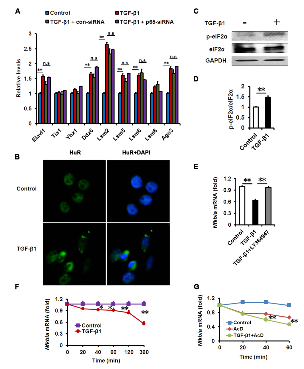 Effects of TGF-β1 on HCECs RNA SGs and IκBα mRNA decay. (A-B) mRNA levels of SG and PB components (A) or HuR immunostaining (B) in HCECs treated with TGF-β1 (10 ng/ml) for 24h alone, or in combination with indicated siRNA. Nuclear staining by DAPI revealed cells in sections. Images show representative HuR-containing aggregates. (C-D) Phosphorylation of eIF2α was detected by western blot after TGF-β1 (10 ng/ml) treatment for 24h. (E) mRNA levels of IκBα in HCECs treated with TGF-β1 (10 ng/ml) alone, or in combination with LY364947 (2μM) for 24h. (F-G) IκBα mRNA levels in HCECs treated with TGF-β1 (10 ng/ml) (F) or actinomycin D (AcD) alone or AcD together with TGF-β1 (G) for the indicated durations. **P≤0.01,*P ≤0.05.