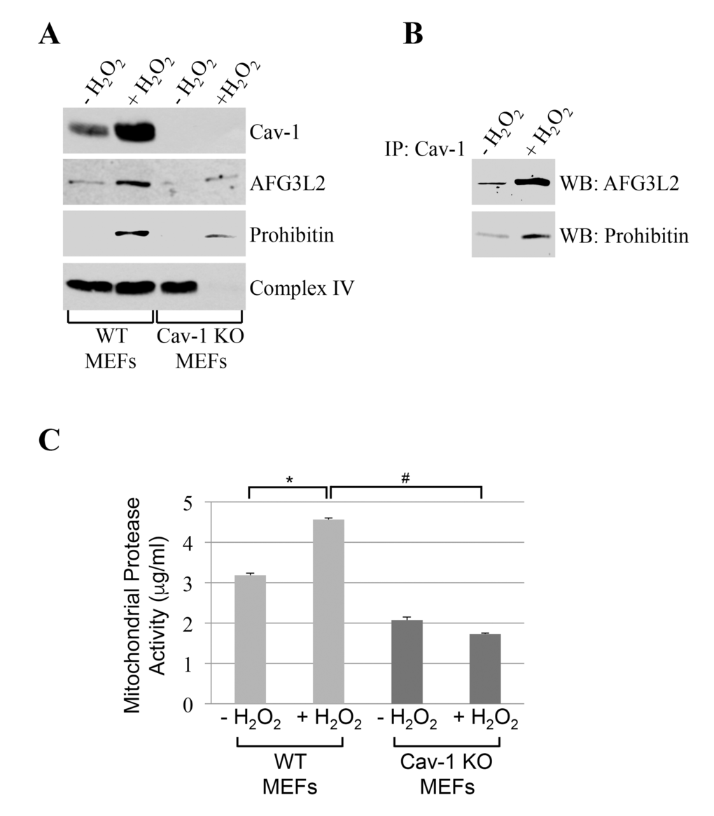 AFG3L2 interacts with caveolin-1 after oxidative stress in vivo. Wild type and caveolin-1 null mouse embryonic fibroblasts (MEFs) were treated with sublethal doses of hydrogen peroxide (150 μM) for 2 hours. Cells were then recovered in complete medium for 7 days. We have chosen these conditions because we have previously shown that they upregulate caveolin-1 expression [20,22,23] and activate caveolin-1-mediated signaling [19,21,24,28,29]. Untreated cells (-H2O2) were used as control. (A) Mitochondrial fractions were isolated and the expression levels of caveolin-1, prohibitin-1 and AFG3L2 were measured by immunoblotting analysis. (B) Mitochondrial fractions were isolated from untreated and hydrogen peroxide-treated wild type MEFs and immunoprecipitated using an antibody probe specific for caveolin-1 (Cav-1); immunoprecipitates were then subjected to immunoblotting analysis with anti-AFG3L2 and prohibitin-1 IgGs. (C) Mitochondria were isolated and mitochondrial protease activity was quantified using the Protease Fluorescent Detection Kit from Sigma-Aldrich (St. Louis, MO) (PF0100). Values in (C) represent mean ± SEM; *,#P