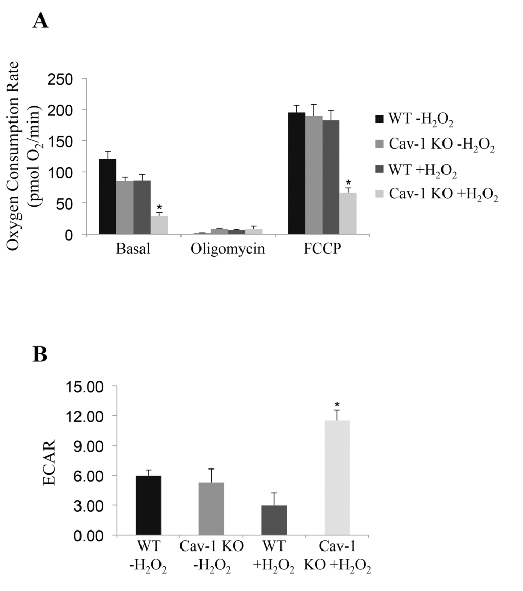 A lack of caveolin-1 promotes bioenergetic defects in ROS-treated fibroblasts. Wild type and caveolin-1 null mouse embryonic fibroblasts (MEFs) were treated with sublethal doses of hydrogen peroxide (150 μM) for 2 hours. Cells were then recovered in complete medium for 7 days. Untreated cells (-H2O2) were used as control. Bioenergetic profile was determined using the Seahorse Metabolic Analyzer, which simultaneously measures oxygen consumption rate (OCR) (A) and extracellular acidification rate (ECAR) (B). Viability was assessed by crystal violet staining. OCR and ECAR were normalized to cell number. Values in (A) and (B) represent mean ± SEM; *P