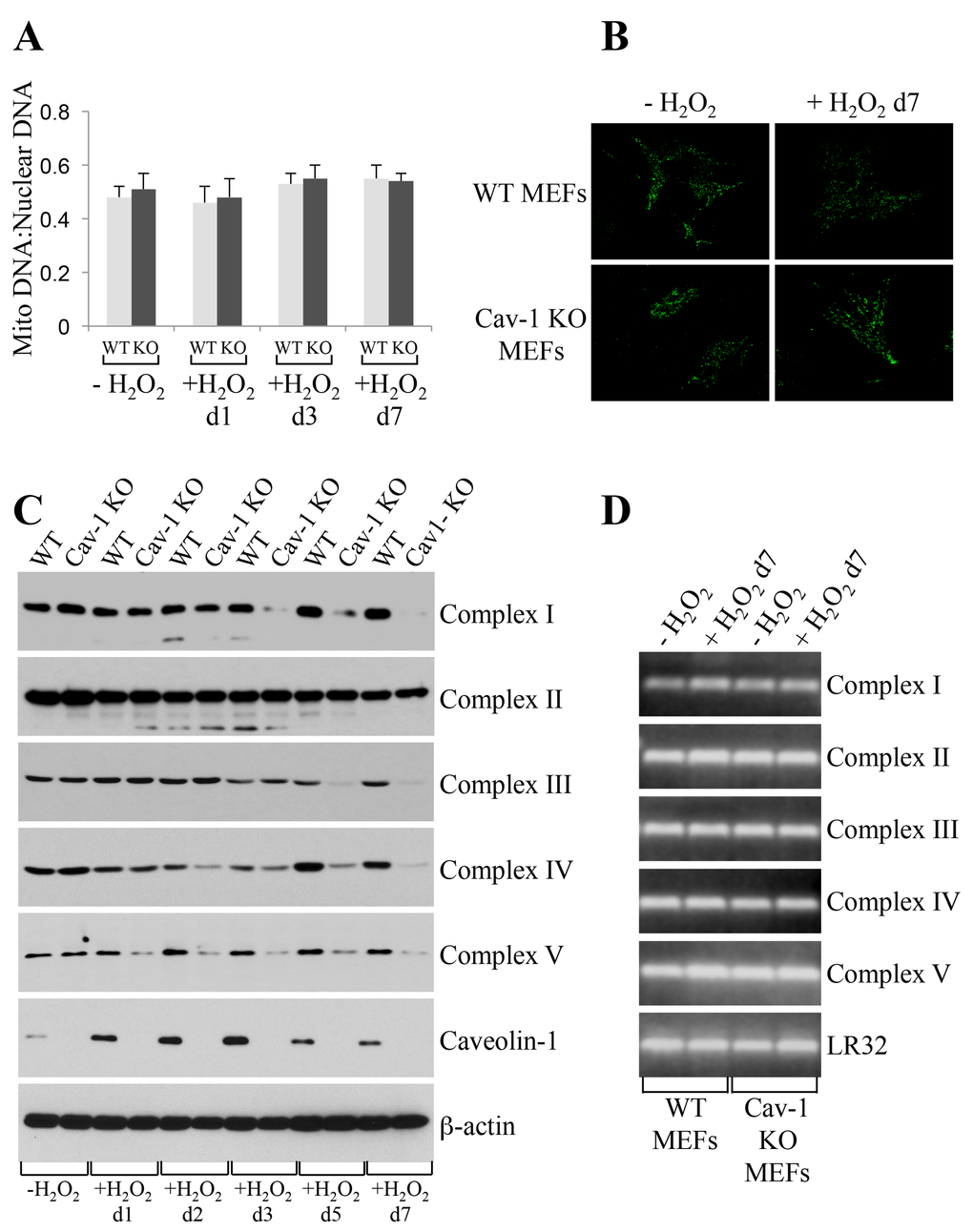 Oxidative stress promotes degradation of mitochondrial respiratory chain complexes in caveolin-1 null MEFs. Wild type and caveolin-1 null mouse embryonic fibroblasts (MEFs) were treated with sublethal doses of hydrogen peroxide (150 μM) for 2 hours. Cells were then recovered in complete medium for different periods of time. Untreated cells (-H2O2) were used as control. (A) The ratio of mitochondrial to nuclear DNA was quantified by performing RT-PCR analysis for the mitochondrial gene ND1 and the nuclear encoded gene Histone 19 using gene-specific primers. (B) Cells were incubated with Mitotracker Green FM (Thermo Fisher Scientific; Waltham, MA) at a concentration of 100 nM in DMEM. Cells were incubated at 37°C for 30 min, washed with PBS and imaged using a Zeiss Confocal Microscope (LSM 5 Pascal; Carl Zeiss, Jena, Germany). (C) The expression level of complex I, complex II, complex III, complex IV, complex V and caveolin-1 was determined by immunoblotting analysis using specific antibody probes. Immunoblotting with anti-β-actin IgGs was performed as internal control. (D) RT-PCR analysis for complex I, complex II, complex III, complex IV and complex V was performed using gene-specific primers. RT-PCR analysis using primers for LR32 was performed as internal control.