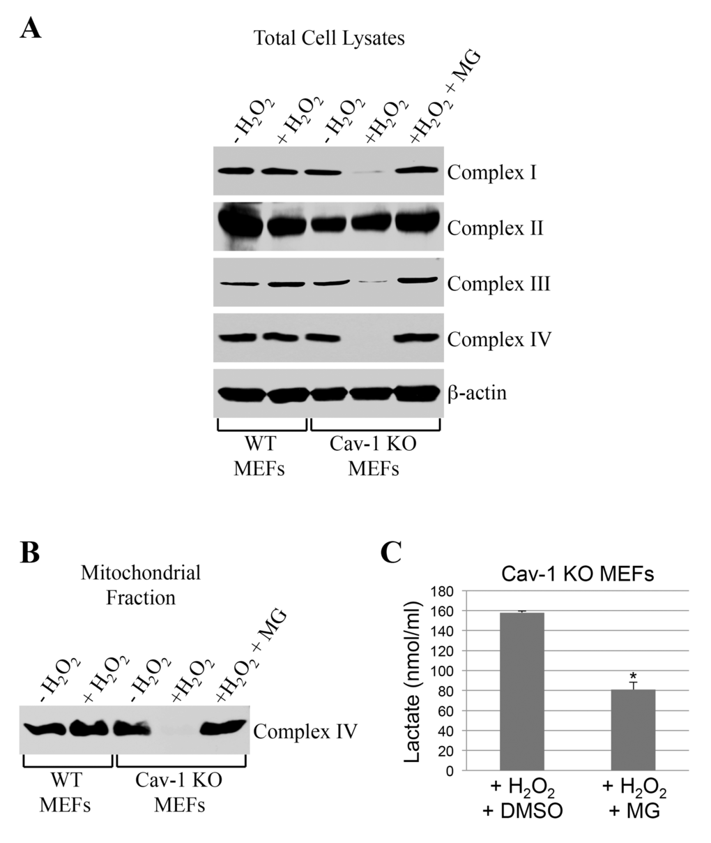 Proteasome inhibition rescues the expression of respiratory chain complexes in ROS-treated caveolin-1 null MEFs. Wild type and caveolin-1 null mouse embryonic fibroblasts (MEFs) were treated with sublethal doses of hydrogen peroxide (150 μM) for 2 hours in the presence or absence of 0.1 μM MG-132. Cells were then recovered in complete medium for 7 days in the presence or absence of 0.1 μM MG-132. Untreated cells (-H2O2) were used as control. (A) Total expression of complex I, complex II, complex III and complex IV was determined by immunoblotting analysis using specific antibody probes. Immunoblotting with anti-β-actin IgGs was performed as internal control. (B) Mitochondria were isolated and the expression of complex IV was determined using anti-complex IV IgGs. (C) Lactate production was quantified using the Lactate Assay Kit from Sigma-Aldrich (MAK064). Values were normalized to cell number. Values in (C) represent mean ± SEM; *P
