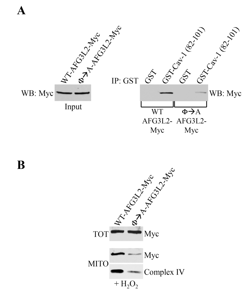 Φ→A-AFG3L2 poorly interacts with caveolin-1, does not accumulate in mitochondria and promotes degradation of complex IV after oxidative stress. (A) GST-Cav-1(82-101) was used in pull down assays with cell lysates from NIH 3T3 cells transiently transfected with either wild type AFG3L2-myc or Φ→A-AFG3L2-myc. Pull-down assays with GST alone was used as internal control. (B) Wild type mouse embryonic fibroblasts (MEFs) were infected with a lentiviral vector (pLVX) expressing either WT-AFG3L2-myc or Φ→A-AFG3L2-myc. After 48 hours, cells were treated with sublethal doses of hydrogen peroxide (150 μM) for 2 hours. Cells were then recovered in complete medium for 7 days. Mitochondrial fractions (MITO) were isolated and the expression levels of AFG3L2-myc and complex IV were measured by immunoblotting analysis. Total expression (TOT) of WT-AFG3L2-myc and Φ→A-AFG3L2-myc is shown in the upper panel.