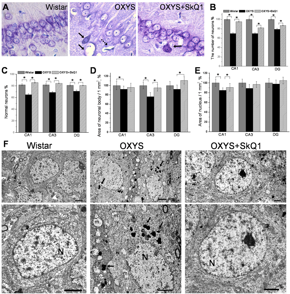 SkQ1 prevents neuronal loss and retards structural neurodegenerative alterations. (A) Representative 100 × histological Cresyl violet images of neurons of the hippocampal CA1 region in 18-month-old Wistar rats, untreated OXYS rats, and SkQ1-treated OXYS rats (n=4). The damaged neurons are indicated by solid arrows, and a dead neuron is indicated by a dashed arrow. (B) Quantification of neuronal populations revealed a significant decrease in neuronal number in the CA1 and CA3 regions and in the dentate gyrus of untreated OXYS rats compared to Wistar rats (pC) The percentages of normal neurons were smaller in the examined hippocampal regions of OXYS rats compared to Wistar rats. Oral SkQ1 administration improved neuronal health in all the hippocampal regions examined in OXYS rats. (D) The small area of neuronal bodies in the CA3 region and dentate gyrus of the hippocampus in OXYS rats (n=5) is enlarged in response to SkQ1 treatment (pE) The small area of neuronal nuclei in the hippocampal CA1 region of OXYS rats (n=5) is enlarged in response to SkQ1 treatment (pF) SkQ1 improved the ultrastructure of pyramidal neurons in the hippocampal CA1 region in 18-month-old OXYS rats (n=4). The electron micrographs show examples of the normal ultrastructure of pyramidal neurons of Wistar rats and SkQ1-treated OXYS rats, and the substantial changes in the structural organization of cellular organelles in the CA1 region of untreated OXYS rats. The figure shows a pyramidal neuron containing a large cluster of lipofuscin granules (indicated by arrows), and massively swollen mitochondria (m). N: nucleus. The scale bars are 2 µm. DG: dentate gyrus. The data are shown as mean ± SEM. Statistical significance (p