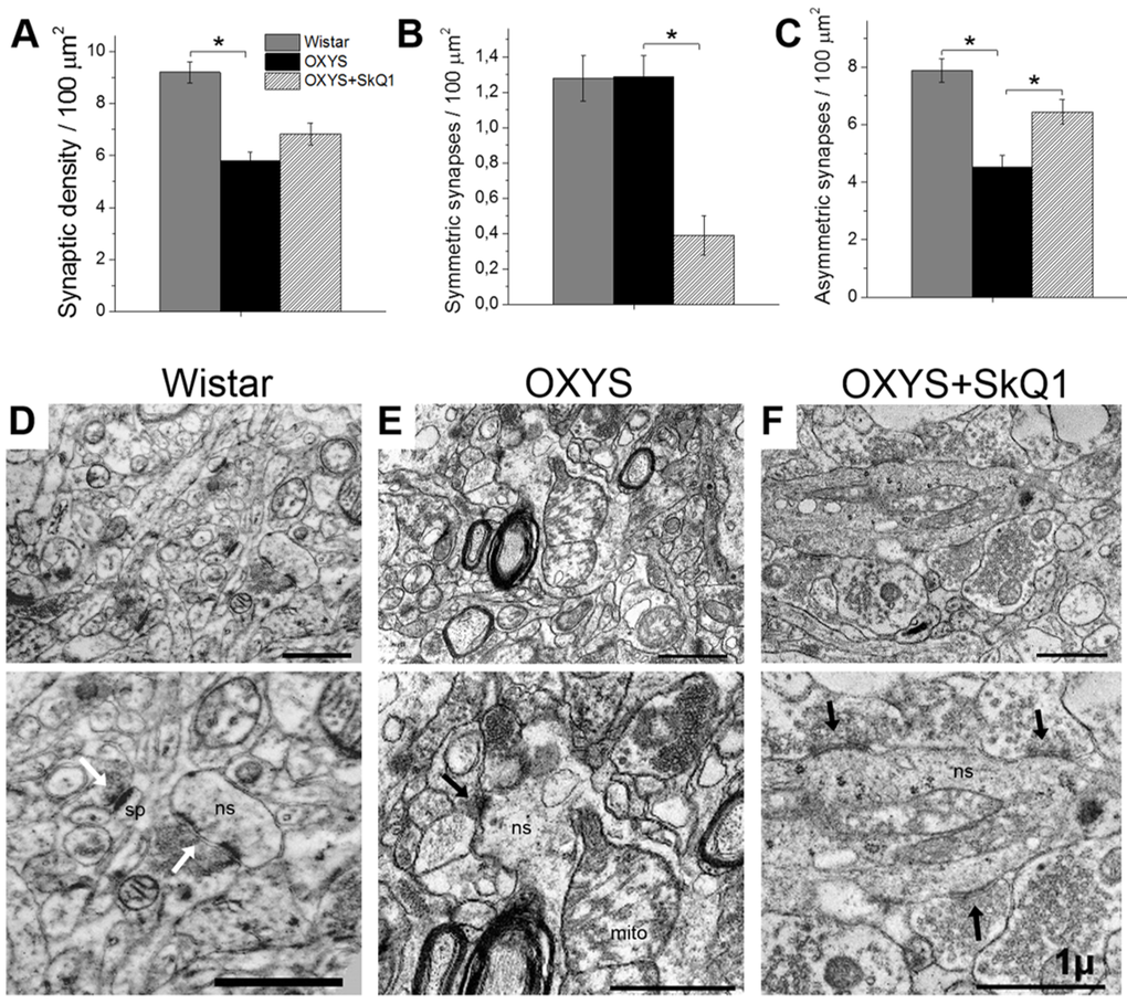SkQ1 increased the density of asymmetric synapses and improved synaptic structure in the CA1 region of the hippocampus. (A) The low density of synapses in the hippocampus of OXYS rats (n=4; pB) A decrease in the number of symmetric synapses in response to SkQ1 treatment (pC) The low number of asymmetric synapses in the hippocampus of OXYS rats and an increase in response to SkQ1 treatment (pD–F) Typical synaptic neuropil of the CA1 region in a Wistar rat, untreated OXYS rat, and SkQ1-treated OXYS rat. (D) Asymmetric synapses (white arrows) on a dendritic spine (sp) and on a nonspiny dendrite (ns) in a Wistar rat. (E) Symmetric synapse (black arrow) on a nonspiny dendrite (ns) containing a large mitochondrion (mito), and a degenerative myelinated axon in neuropil of an untreated OXYS rat. (F) Asymmetric synapses (black arrows) on a nonspiny dendrite (ns) in neuropil of an SkQ1-treated OXYS rat. The scale bar is 1 µm. The data are shown as mean ± SEM. Statistical significance (p