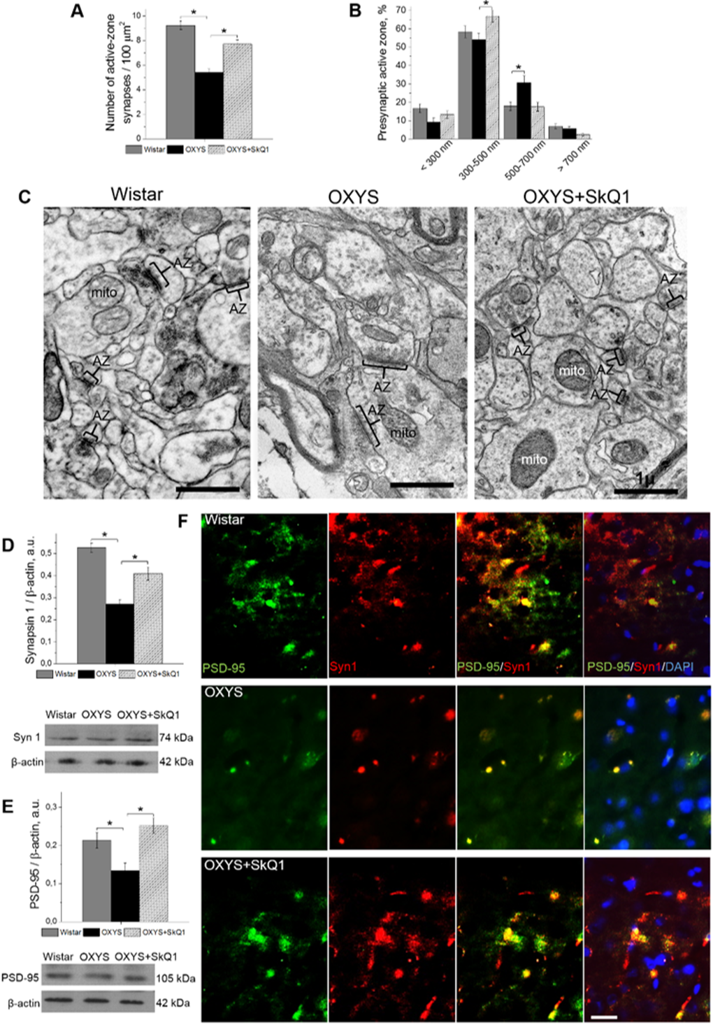 SkQ1 increased the number of presynaptic active zones in the hippocampal CA1 region and increased the levels of pre- and postsynaptic proteins in the hippocampus. (A) The low number of presynaptic active zones in the hippocampus of OXYS rats (n=4; pB) The elevated number of large presynaptic active zones (judging by the length of an active zone in the micrographs) in the hippocampus of OXYS rats (pC) The electron micrographs show an active zone (AZ) in the CA1 region of the hippocampus in a Wistar rat and untreated and SkQ1-treated OXYS rats. (D, E) Synapsin I and PSD-95 levels were low in the hippocampus of untreated OXYS rats (pF) Immunohistochemical staining (n=4) of synapsin I (red) and PSD-95 (green). The DAPI (blue) staining shows cell nuclei. The scale bar is 1 µm in (C) and 5 µm in (F). Mito: mitochondria, Syn I: synapsin I, a.u.: arbitrary units. The data are shown as mean ± SEM. Statistical significance (p