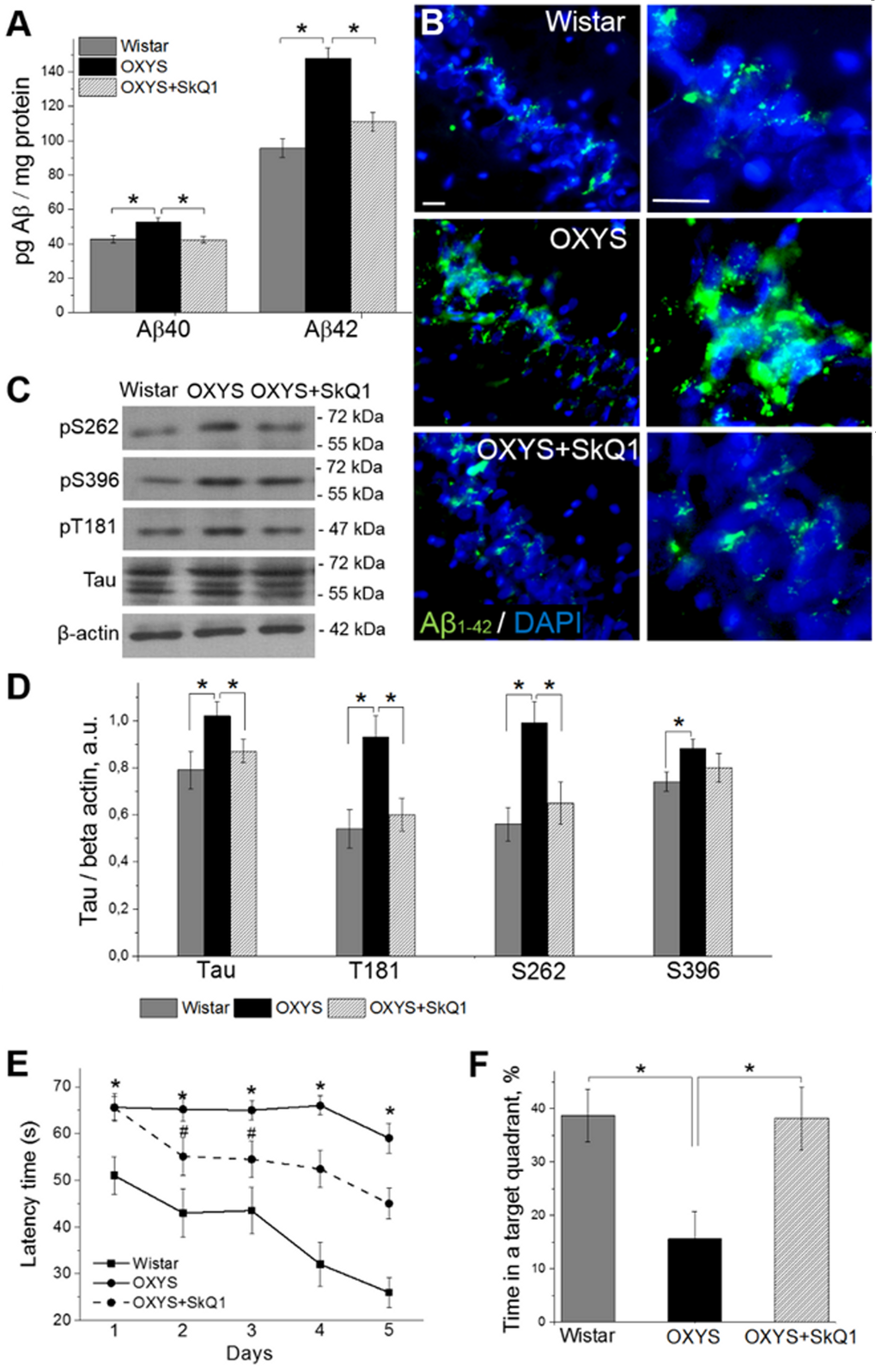 SkQ1 decreases amyloid-β levels and tau hyperphosphorylation and attenuates memory deficits. (A) The increased levels of amyloid-β1-40 and amyloid-β1-42 in the hippocampus of untreated OXYS rats (n=8; pB) Immunostaining for amyloid-β1-42 (Aβ1-42 in green) in the hippocampus of Wistar rats, untreated OXYS rats, and SkQ1-treated OXYS rats. The DAPI (blue) staining shows cell nuclei. (C and D) The increased levels of Tau, pТ181, pS262, and pS396 in the hippocampus of untreated OXYS rats (n=6; pE) Compared to Wistar rats, OXYS rats (n=8) showed increased escape latencies on all trial days (pF) spent less time in the target quadrant on the sixth day (p#p