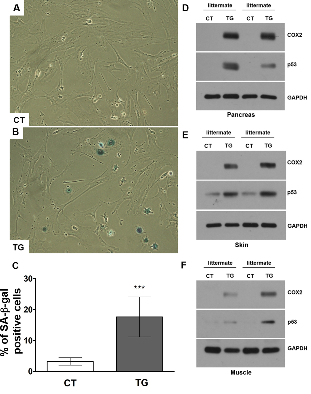 (A) and (B) Adult mouse lung fibroblasts from control and COX2 transgenic mice were incubated with 4-hydroxytamoxifen for 24 hours to induce COX2 expression in transgenic fibroblasts. The cells were cultured in the regular culture medium for 48 hours before SA-β-Gal staining. Representative pictures from 3 independent experiments are shown. Quantification results are shown in (C). (D-F) Western blot analysis of COX2 and p53 in pancreas (D), skin (E), and muscle (F) tissues of control and COX2 transgenic littermates.