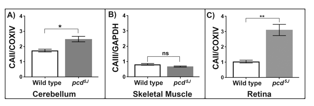 (A) Carbonic anhydrase II protein levels increase in the neurodegenerative mouse model, pcd5J cerebellum mitochondria. Carbonic anhydrase II, normalised to COXIV, is significantly increased in pcd5J cerebellum mitochondria compared to wild type animals aged (10-13 weeks old). Replicates were obtained from individual animals (wild type n=4, pcd5J n=4). (B) Carbonic anhydrase III protein levels are not significantly different between the pcd5J and wild type skeletal muscle mitochondria. CAIII protein levels, normalised to GAPDH, were compared between wild type (n=3) and pcd5J (n=3) mice aged 10-13 weeks. Replicates were obtained from individual animals. (C) Carbonic anhydrase II accumulates in the pcd5J retina mitochondria. Carbonic anhydrase II levels are significantly higher in pcd5J mice compared to wild type animals, p=0.0019. Replicates were obtained from individual animals (wild type n=6, pcd5J n=6), all animals were between 9-17 weeks old. Columns display mean activity ± SEM. * = pt-test with Welch’s correction.