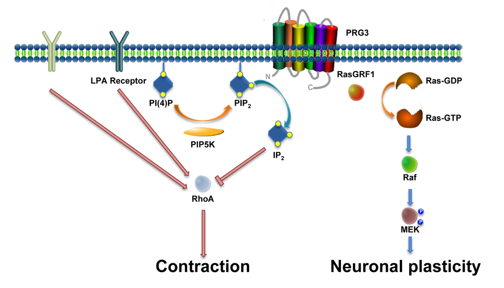Scheme of the PRG3 action on RhoA-Rock-PIP5K and RasGRF1 signaling in axon growth and neuronal plasticity. There is experimental evidence for two independent functions of PRG3. First, PRG3 interferes with the RhoA-Rock-PIP5K pathway through translocation of the lipid messenger PIP2. This central signal interference affects general downstream neurite growth inhibitors such as myelin-associated molecules such as Nogo-A, LPA and Thrombin. Secondly, interaction of PRG3 with RasGRF1 induces filopodia formation and neuronal plasticity via downstream effectors such as Raf and MEK.