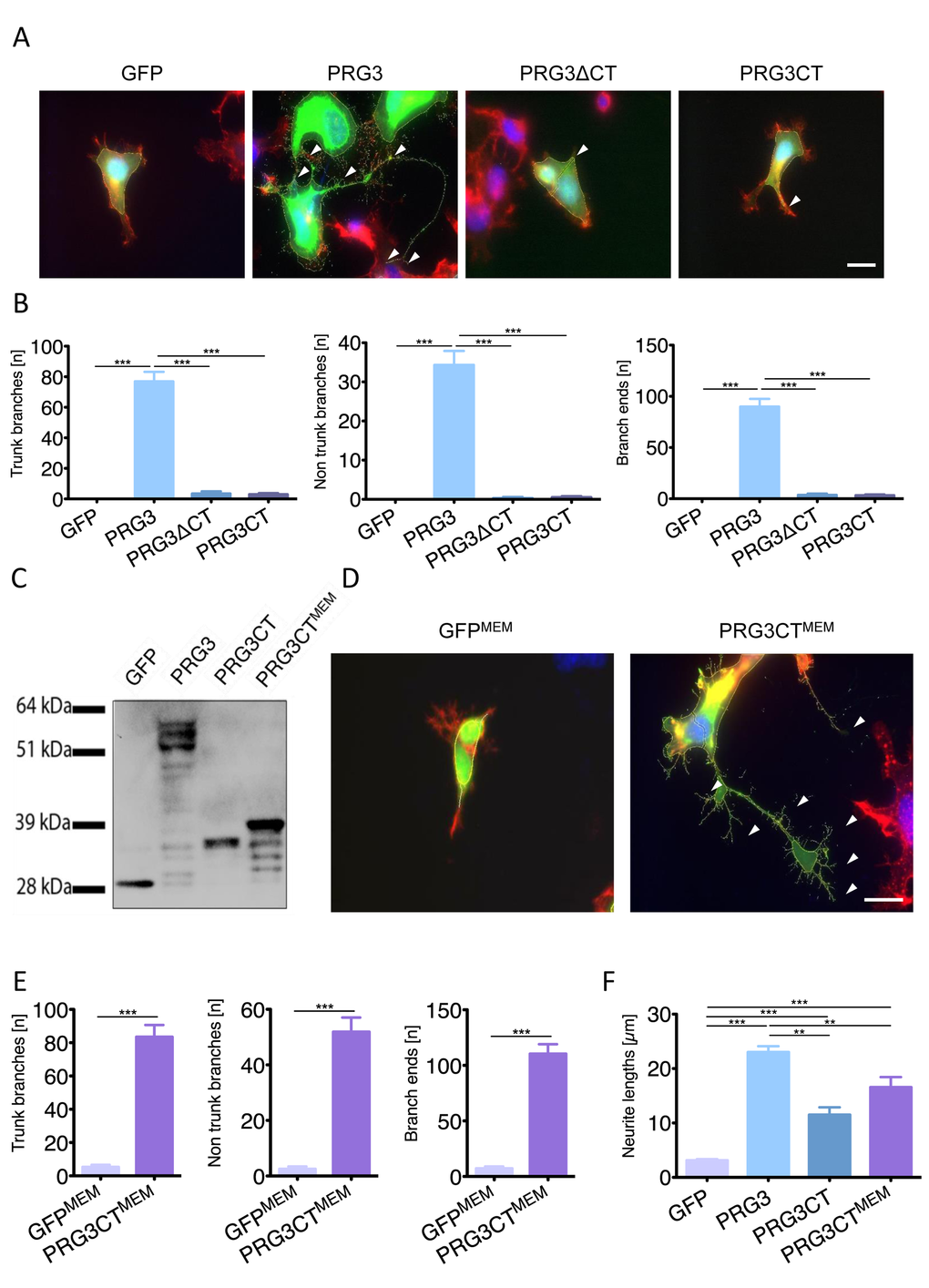 Plasma membrane localization of the PRG3 C-terminal domain is essential for axon outgrowth. (A) PRG3 overexpression induces neurite outgrowth (PRG3, arrows) in comparison to controls (GFP). A truncated PRG3 construct of its C-terminal domain (PRG3ΔCT) and a truncated PRG3 construct consisting of solely the C-terminus (PRG3CT) was compared. Expression of PRG3ΔCT and PRG3CT induces solely a few neurites comparable to controls arrowheads). Scale bar represents 20 µm. (B) Quantification of trunk, non-trunk branches and branch ends in controls (GFP), PRG3, PRG3ΔCT and PRG3CT. Data are given as mean ± SEM from three independent experiments. Statistical differences were analysed by one way anova with Bonferroni post hoc analysis. P value was set as * = pC) Total cell lysates from neuronal cells transfected with GFP or GFP fusion constructs, PRG3, PRG3CT, and PRG3CTMEM were examined by immunoblotting using GFP-specific antibody. PRG3CTMEM shows slight protein weight gain compared to PRG3CT due to the membrane myristoylation consensus tag (YES). (D) Comparison of membrane associated GFP (GFPMEM) and PRG3CTMEM in neuronal cells. Note the increase in neurites and filopodia in PRG3CTMEM expressing neurons compared to GFPMEM controls (arrowheads, scale bar shows 20 µm). (E) Quantification of axonal branches, non-trunk branches and branch ends of GFPMEM and PRG3CTMEM expressing neurons. Values are given from three independent experiments and statistical analysis was performed using two tailed student’s t-test. Error bars are given as ± SEM from three independent experiments of each group. (F) Comparison of total neurite length between different expression clones. Statistical analysis was performed one way anova with Bonferroni post hoc analysis for multiple comparisons; * p