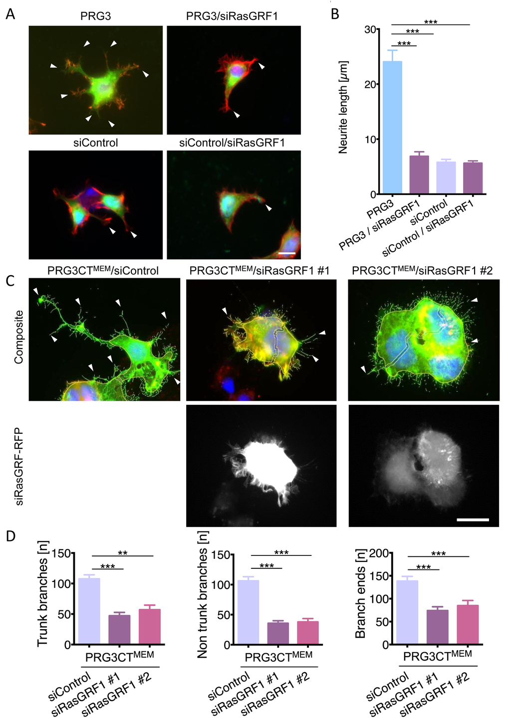 RasGRF1 executes PRG3-induced neuronal sprouting and elongation. (A) Representative images of siRNA mediated knockdown of RasGRF1 and PRG3. Top panel, PRG3 transfected cells show massive neurite sprouting (arrows, left). siRNA mediated knockdown of RasGRF1 in PRG3 overexpressing cells (PRG3/siRasGRF1) show reduced sprouting and membrane protrusions (arrowheads, right). Bottom panel, siRNA mediated knockdown of RasGRF1 (right) does not affect the morphology of controls (scrambled siRNA-transfected cells, left, arrows). Scale bar gives 20 µm. (B) Quantification of neurite length in neurons overexpressing PRG3 (PRG3), PRG3 overexpressing and silenced RasGRF1 (PRG3/siRasGRF1), control transfected (siControl) and control transfected and RasGRF1 siRNA knockdown (siControl/siRasGRF1). Statistical differences are calculated from three independent experiments tested with one way anova with Bonferroni post hoc analysis for multiple group comparisons. Values are given as mean ± SEM, * p C) Representative images of control shRNA (siControl) and two different RasGRF1 RFP-shRNA knockdown vectors (siRasGRF #1 and siRasGRF #2) in PRG3CTMEM expressing neurons show reduced filopodia formation and neurite outgrowth (arrowheads). Scale bar represents 20 µm. (D) Quantification of neuronal morphology in PRG3CTMEM expressing and siRNA mediated RasGRF1 knockdown cells. Neurons were analysed for number of branches at the soma (trunk branches), peripheral branches (non-trunk branches), and tip structures (branch ends). Differences were considered statistically significant with * p