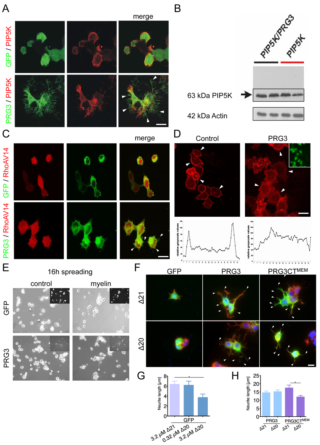 PRG3 impedes myelin and RhoA-induced axon collapse and translocates PIP2 from the plasma membrane. (A) Representative images of neurons expressing GFP and PIP5K (control) or PRG3 and PIP5K (PRG3). PRG3-expressing neurons still retain their complex morphology in the presence of PIP5K overexpression (arrows). Scale bar represents 20 µm. (B) Immunoblot for PIP5K expression in PRG3 expressing neurons. Bottom, Actin serves as a house keeping protein for equal gel loading. (C) Representative images of co-overexpression of RFP and PRG3 in the presence of dominant active RhoAV14. Note the increased filopodia in PRG3 expressing neurons (arrows). Scale bar represents 20 µm. (D) Disruption of phosphoinositol-(4,5)-bisphosphate (PIP2) in PRG3 expressing neurons. Representative pictures of GFP (control) and PRG3 overexpressing (PRG3) neurons expressing the RFP – PLC1 PH domain fusion constructs (red) as an in vivo probe for intracellular PIP2 localization. Transfection efficacy is given in the upper right corner. Bottom, representative trans-cellular pixel traces of PIP2 values in GFP (control) and PRG3 overexpressing (PRG3) neurons. In PRG3 cells PIP2 membrane dislocation could be observed (arrows). Scale bar represents 20 µm. (E) Axon spreading assay on myelin-coated substrates. Representative images of a spreading assay with GFP and PRG3 overexpressing neurons on control substrate and myelin substrate. Note that PRG3 expressing neurons form neurites after 16 hours on myelin. (F) Representative images of control (GFP), PRG3 and PRG3CTMEM cells treated with 3.2 µM Delta 20 (Δ20, bioactive neuronal contraction domain of Nogo-A). Neuronal collapse was detected in controls and PRG3CTMEM expressing cells compared to treatment with Δ21 (control peptide sequence of Nogo-A without collapse activity). (G) Quantification of neurite length of GFP expressing neurons. Three independent experiments were carried out and differences were considered statistically significant with * pt-test). Values are given as mean ± SEM. (H) Quantification of neurite length of PRG3 and PRG3CTMEM expressing neurons. Δ20 had no effect on PRG3 overexpression neurons but significantly reduced neurite length of PRG3CTMEM. Three independent experiments were carried out and differences Differences were considered statistically significant with * pt-test). Values are given as mean ± SEM.