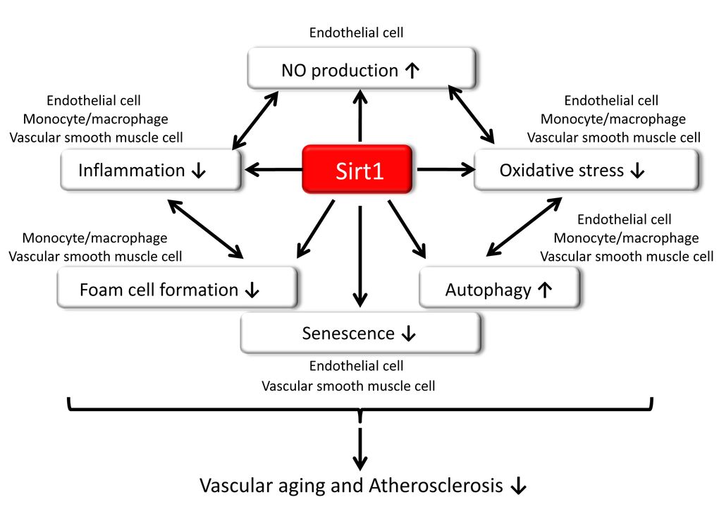 Role of Sirt1 in vascular aging and atherosclerosis. Sirt1 may increase nitric oxide (NO) production, decrease inflammation, reduce oxidative stress, induce autophagy, and prevent senescence, resulting in the suppression of vascular aging and atherosclerosis.