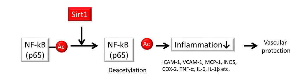 Sirt1 regulates inflammation. Sirt1 improves inflammation by deacetylating the nuclear factor-κB (NF-κB) p65 subunit to inhibit the expression of inflammation-related genes such as intercellular adhesion molecule-1 (ICAM-1), vascular adhesion molecule-1 (VCAM-1), monocyte chemoattractant protein-1 (MCP-1), inducible NO synthase (iNOS), and cyclooxygenase-2 (COX-2) as well as pro-inflammatory cytokines such as tumor necrosis factor-α (TNF-α), interleukin-6 (IL-6) and interleukin-1β (IL-1β) in endothelial cells and monocytes/macrophages.