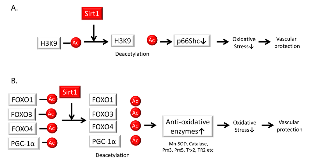 Sirt1 regulates oxidative stress. (A) Sirt1 represses p66Shc transcription through deacetylation of the histone H3 lysine 9 promoter. This crosstalk between p66Shc and Sirt1 serves as a mechanism for preventing vascular diseases based on anti-oxidative stress responses. (B) Sirt1 regulates cellular oxidative stress through the induction of anti-oxidative enzymes such as a manganese superoxide dismutase (Mn-SOD), catalase, peroxiredoxins 3 and 5 (Prx3, Prx5), thioredoxin 2 (Trx2), and thioredoxin reductase 2 (TR2) via the deacetylation and activation of Forkhead box O (FOXO) 1, 3, and 4 transcription factors as well as peroxisome proliferator-activated receptor gamma coactivator-1α (PGC-1α) in endothelial cells.