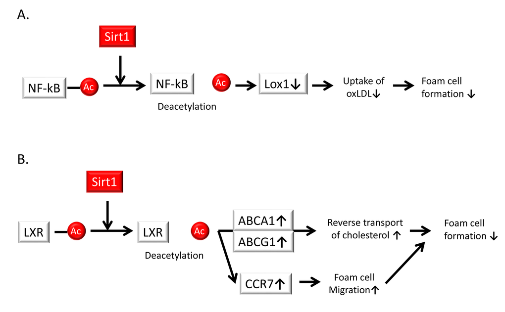 Sirt1 suppresses foam cell formation in atherosclerotic plaques. (A) Sirt1 reduces the uptake of oxidized low-density lipoprotein (oxLDL) by diminishing the expression of lectin-like oxidized LDL receptor-1 (Lox-1) via the deacetylation and suppression of the NF-κB signaling pathway, leading to a reduction of foam cell formation. (B) Sirt1 interacts with the liver X receptor (LXR) and promotes its deacetylation and subsequent activation. Activation of LXR upregulates the expression of ATP-binding cassette sub-family A member (ABCA) 1 and ABC sub-family G member (ABCG) 1, which leads to the reverse transport of cholesterol and the suppression of foam cell formation and cholesterol loading in macrophages. The induction of C-C chemokine receptor type 7 (CCR7) contributes to foam cell migration, resulting in a reduction of foam cell formation.