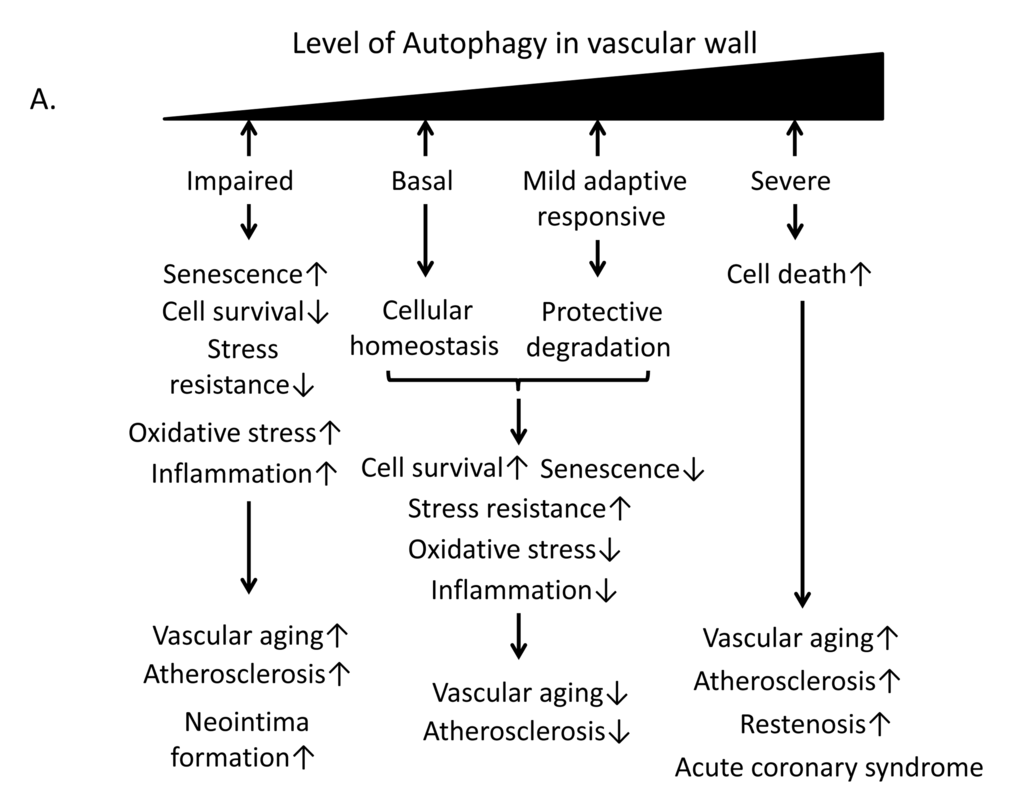 Relationship of autophagy levels to vascular aging and atherosclerosis and the role of Sirt1 in the regulation of autophagy. (A) Basal autophagy and the mild adaptive autophagy response protect vascular cells against vascular aging and atherosclerosis through cellular homeostasis and protective degradation. By contrast, impaired or excessive autophagy leads to senescence, reduced stress resistance, oxidative stress, inflammation or cellular death, resulting in vascular aging and atherosclerosis.
