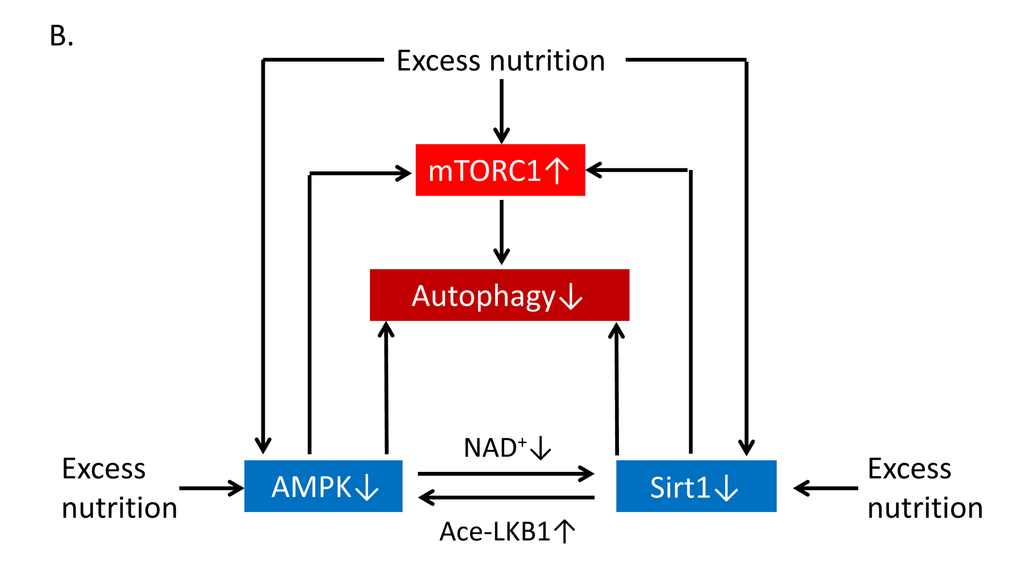 Relationship of autophagy levels to vascular aging and atherosclerosis and the role of Sirt1 in the regulation of autophagy. (B) Excess nutrition decreases autophagy initiation via mammalian target of rapamycin complex 1 (mTORC1) activation and reduced function of AMP-activated kinase (AMPK) and Sirt1. Nutrient-sensing pathways that include mTORC1, AMPK and Sirt1 engage in crosstalk with each other through changing of NAD+ level or acetylation/deacetylation of liver kinase B1 (LKB1). 