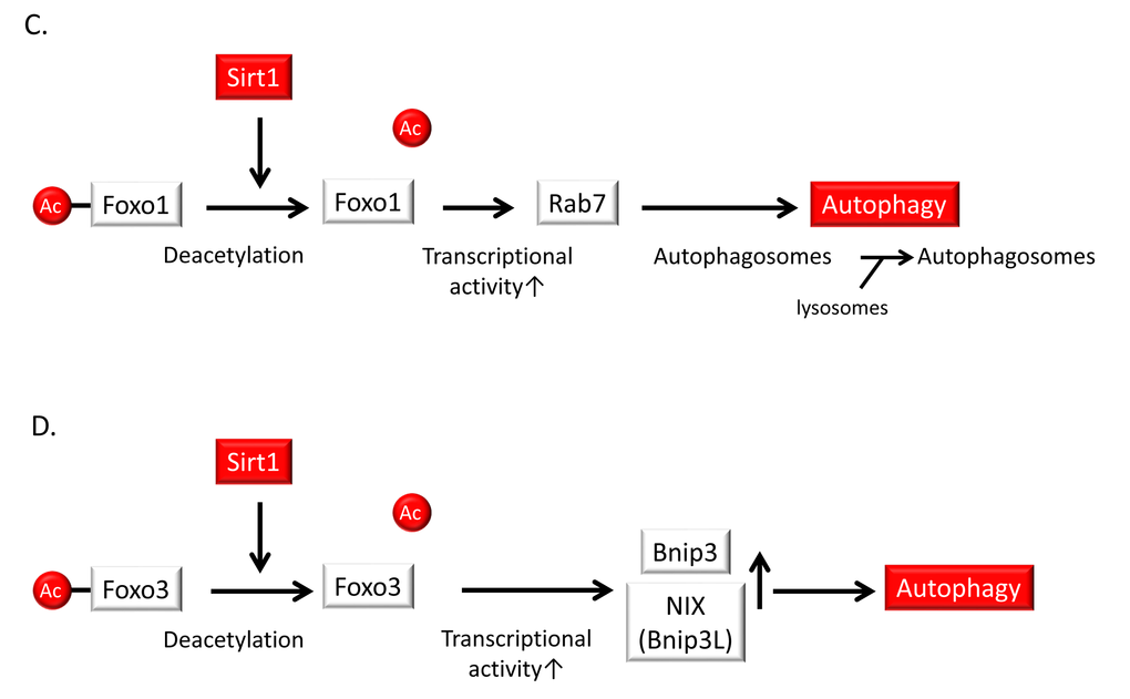 Relationship of autophagy levels to vascular aging and atherosclerosis and the role of Sirt1 in the regulation of autophagy. (C) Sirt1 induces the deacetylation, activation and nuclear translocation of FOXO1. FOXO1 activation stimulates the expression of Rab7, leading to the maturation of autophagosomes and autolysosomes via their fusion with lysosomes. (D) Sirt1 activation deacetylates and activates the FOXO3 transcription factor leading to subsequent Bcl-2/adenovirus E1B-19kDa interacting protein3 (Bnip3) or NIX/Bnip3-Like (Bnip3L)-mediated autophagy.
