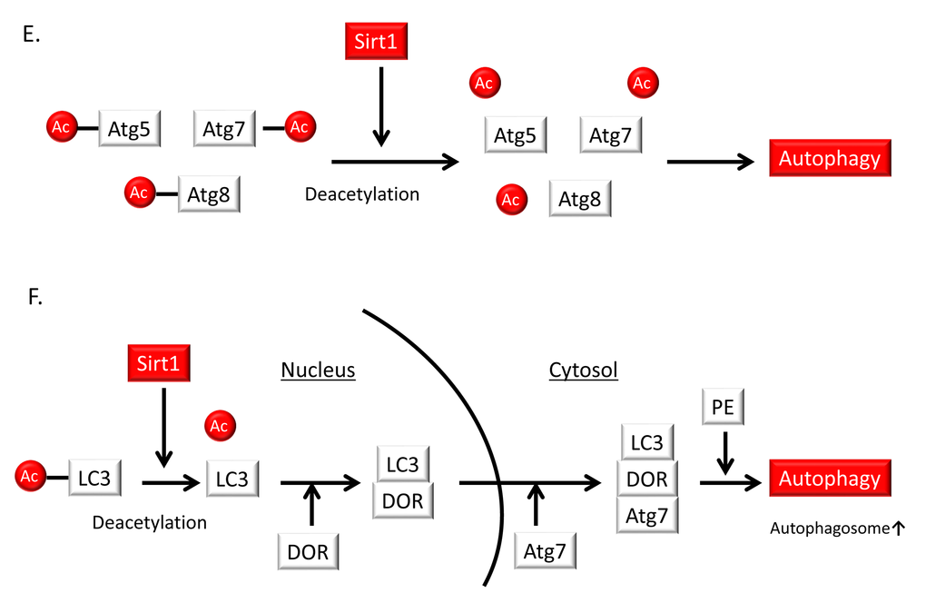 Relationship of autophagy levels to vascular aging and atherosclerosis and the role of Sirt1 in the regulation of autophagy. (E) Sirt1 can form a molecular complex with several essential components of the autophagy machinery, including the autophagy-related genes (Atg) 5, Atg7 and Atg8. These autophagy components can be directly deacetylated by Sirt1. (F) Deacetylation of a nuclear pool of microtubule-associated protein light chain 3 (LC3) by Sirt1 initiates autophagy. Sirt1 deacetylates LC3 during starvation conditions. Deacetylated LC3 interacts with the nuclear protein DOR, and both proteins relocate from the nucleus to autophagosomes in the cytoplasm. Deacetylated LC3 interacts with Atg7 and other components of the ubiquitin-like conjugation machinery, leading to LC3 conjugation onto phosphatidylethanolamine (PE) and its incorporation into the early autophagosomal membrane.
