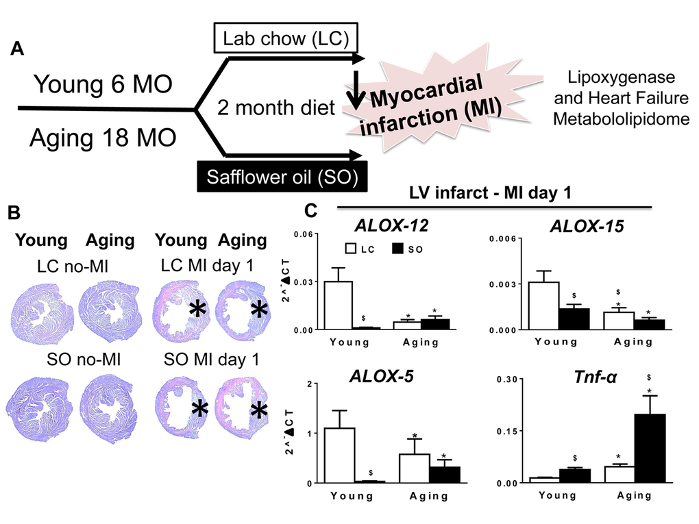 Excess fatty acid influx depleted LOXs in young and aging post-MI. (A) Study design indicating young (6 months) and aging (18 months) mice on an omega-6 fatty acids enriched safflower oil diet protocol. (B) No-MI naïve control and infarcted LV stained with periodic acid-Schiff (PAS) at d1 post-MI in young and aging, with and without fatty acid enriched diet. No-MI control represents the steady state naïve control mice (C) mRNA expression of LOXs (5,12,15) and TNF-α in infarcted LV. *p