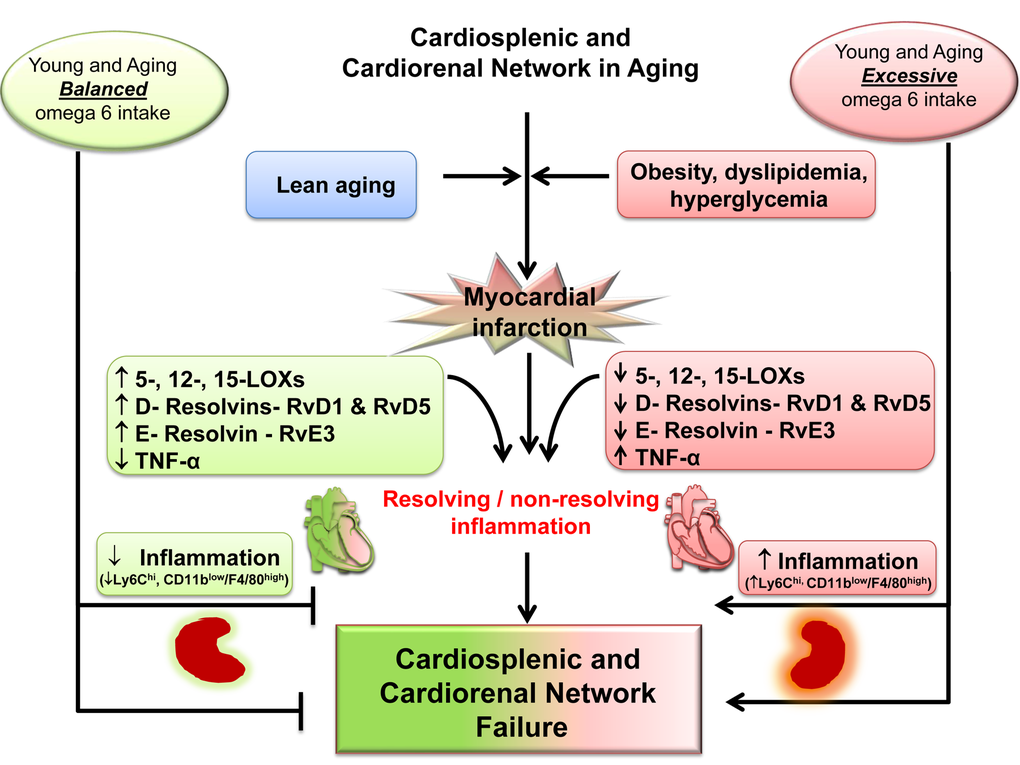 Schematic summary indicating the dysregulation of MI-induced cardiorenal and cardiosplenic network in aging.