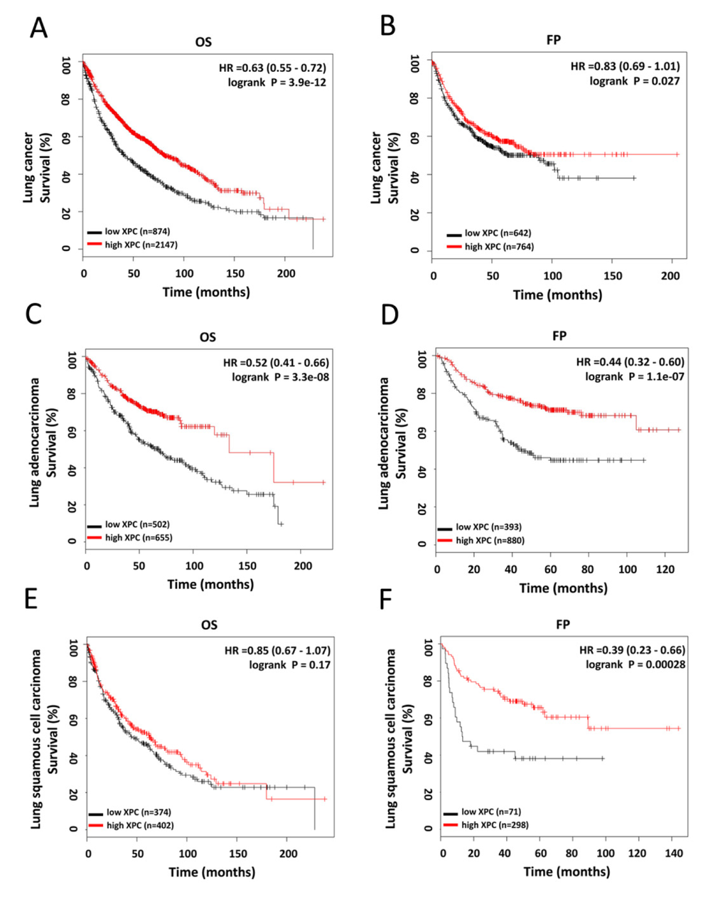 Prognostic significance of XPC in lung cancer. (A-B) The effect of XPC mRNA expression level on the overall survival and progression free survival in lung cancer patients was analyzed and the Kaplan-Meier plots were generated by Kaplan-Meier Plotter (http://www.kmplot.com). (C-D) The effect of XPC mRNA expression level on the overall survival and progression free survival in lung adenocarcinoma patients was analyzed and the Kaplan-Meier plots were generated by Kaplan-Meier Plotter (http://www.kmplot.com).