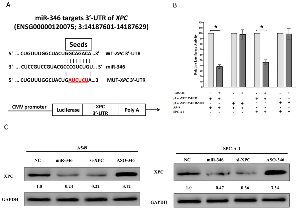 XPC proto-oncogene is a target of miR-346 at specific 3’-UTR sites. (A) The 3’-UTR of XPC harbors one miR-346 cognate site. (B) Relative luciferase activity of reporter plasmids carrying wild-type or mutant XPC 3’-UTR in A549 and SPC-A-1 cells co-transfected with negative control (NC) or miR-346 mimic. (C) Protein expression of XPC in A549 and SPC-A-1 cells after transfected with NC, miR-346, si-XPC and ASO-346. Assays were performed in triplicate. *P 
