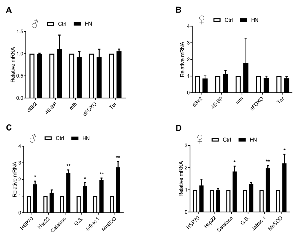 Altered oxidative stress-related gene expression by HN exposure. (A-B) Aging related gene levels were not changed. (C-D) HN-treated mRNA expression related with oxidative stress genes were increased in both sex. Error bars denote SEM. * = p p p 