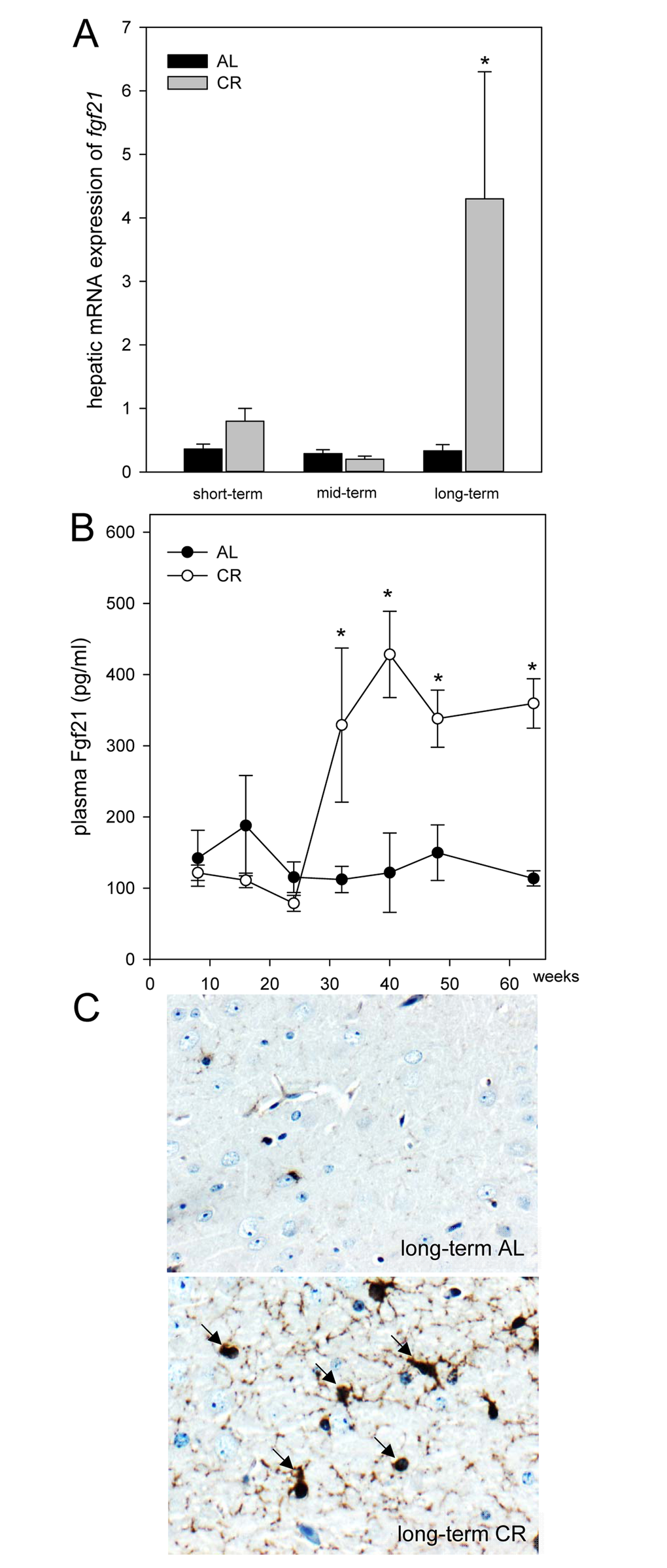 (A) Quantitative real-time PCR analysis of hepatic mRNA expression of fgf21 and (B) quantitative analysis of plasma Fgf21 of ApoE-/- mice. Mice were fed either ad libitum (AL) or caloric-restricted (CR, 60% of ad libitum) for a short-term (4 weeks; n=14), mid-term (20 weeks; n=14) or long-term (64 weeks; n=14). At weeks 8, 16, 24, 32, 40, 48 and 64 plasma Fgf21 was measured. Signals were corrected to that of RPS18. Representative immunohistochemical images (C, original magnification x400) of Fgf21 accumulation in brain of long-term AL- (upper panel) and CR-fed ApoE-/- mice (lower panel) mice. Values are given as means ± SEM; ANOVA, post-hoc pairwise comparison tests.* p 