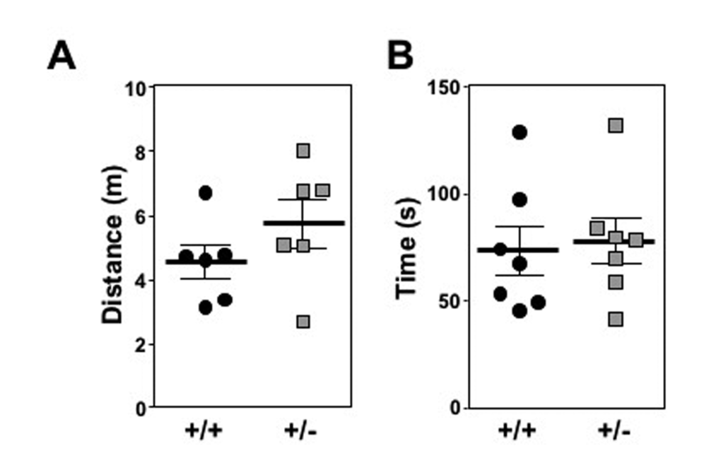 Mtbp heterozygosity does not significantly alter locomotor activity in old mice. (A) Mtbp+/+ (+/+; circle) and Mtbp+/- (+/-; square) mice were placed in an open field cage and the total distance traveled in one hour was recorded using a laser grid and averaged for two consecutive days (p=0.1142). (B) After two days of training, the time mice spent on an accelerating rota-rod was recorded and averaged from three consecutive trials separated by 10 minutes of rest (p=0.3923). P values calculated with student’s t-tests and error bars are SEM.