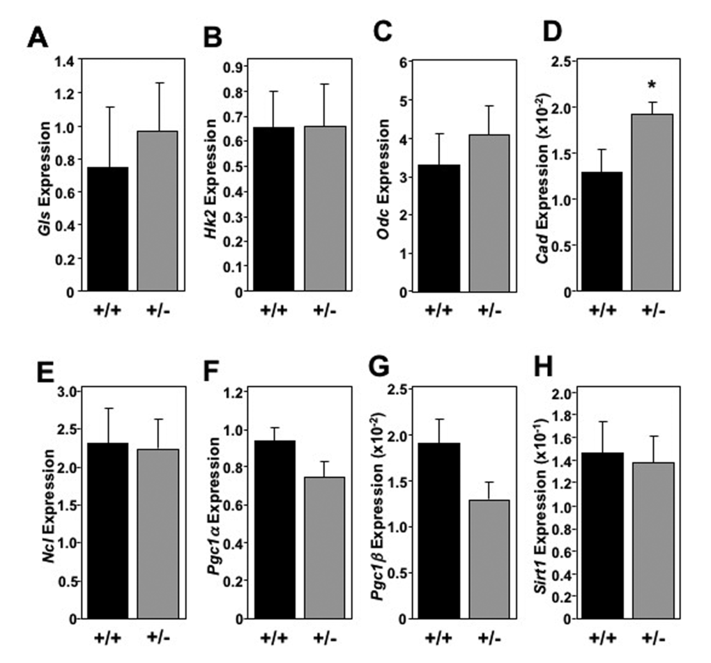 Skeletal muscle in oldMtbp+/-mice lack global metabolic marker increase.(A-H) Healthy Mtbp+/+ (+/+; n=5; black) and Mtbp+/- (+/-; n=8; gray) mice at 29 months were starved for 5 hours, sacrificed, and gastrocnemius muscle frozen with Wallenburg clamp. qRT-PCR for (A) glutaminase (Gls, p=0.5591; +/- n=7 due to RNA loss), (B) hexokinase 2 (Hk2, p=0. 9792), (C) ornithine decarboxylase (Odc, p=0.5115), (D) carbamoyl-phosphate synthetase 2/aspartate transcarbamylase/dihydroorotase, (Cad, *p=0.0202), (E) nucleolin (Ncl, p=0.9116, +/- n=7 due to insufficient RNA), (F) peroxisome proliferation activated receptor gamma coactivator 1-alpha (Pgc1α, p=0.0736), (G) Pgc1-beta (Pgc1β, p=0.0710), and (H) sirtuin-1 (Sirt1, p=0.8417) was performed. Values are relative to β-actin levels. P values calculated using student’s t-tests and error bars are SEM.