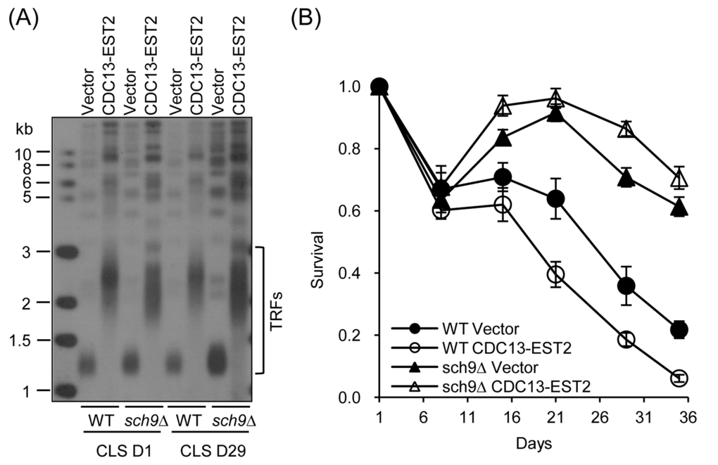 CLS of sch9∆ cells. (A) Telomere length of cells in (B) at CLS D1 and CLS D29 was examined by Southern blot. (B) CLS assay was done using cells WT-pRS316/sch9∆-pRS316 (streakout 13th, normal telomeres), WT-pRS316-CDC13-EST2/sch9∆-pRS316-CDC13-EST2 (streakout 13th, overlong telomeres). Survival (viable colonies) values are normalized to CLS D1 and are the averages of 6-10 cultures ± SEM.