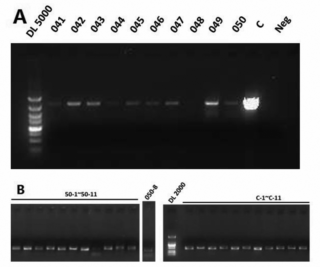(A) The first round PCR product of subjects 41-50. (B) The 11 overlapping fragments of subject 50.