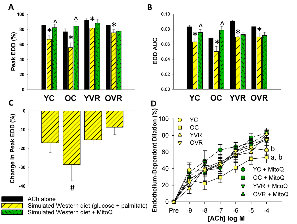 Voluntary aerobic exercise increases arterial resilience to acute simulated Western diet stress. (A) and (B) Peak endothelium-dependent dilation (EDD) and EDD AUC to acetylcholine (ACh) alone (black bars, n=10-12/group, shown again here for clarity), in the presence of simulated Western diet (8 mM glucose + 160 µM palmitate; yellow hashed bars, n=4-8/group), and simulated Western diet + MitoQ (green hashed bars, n=4-8/group) in carotid arteries from young control (YC), old control (OC), young voluntary wheel running (YVR) and old voluntary wheel running mice (OVR). (C) Relative reduction in peak EDD in the presence vs. absence of simulated Western diet in arteries from YC, OC, YVR and OVR mice. (D) EDD dose-response curves to ACh in the acute presence of simulated Western diet (yellow symbols with solid lines) and simulated Western diet + MitoQ (green symbols with dashed lines) in carotid arteries from YC, OC, YVR and OVR mice. Data are presented as means with error bars representing SEM. * p# pa pb p