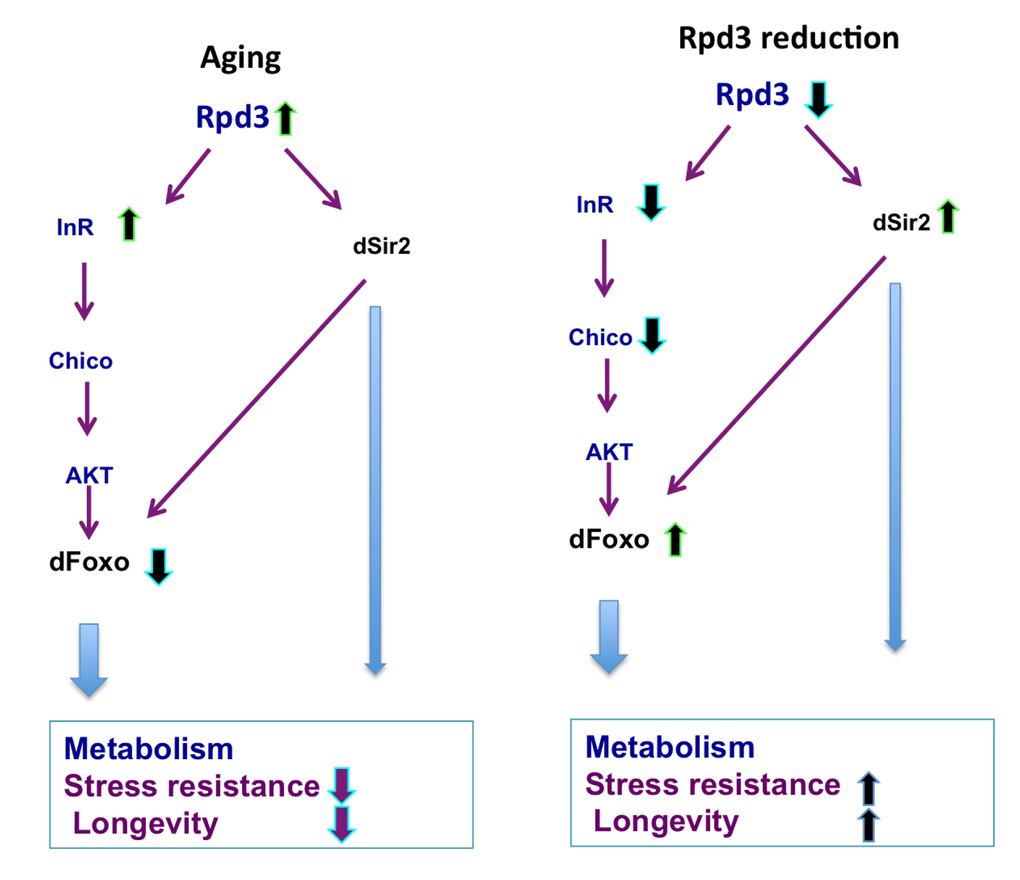 rpd3 reduction prevents age-associated changes in IIS. Age-associated increases in the rpd3, InR, and a decrease in dfoxo mRNA are observed in wild type flies, Reduced rpd3 activity decreases InR and chico mRNA, while increases dfoxo and dSir2 mRNA levels. Reduced rpd3 affects metabolism, increases stress resistance and longevity by reducing IIS and increasing dSir2 levels. Purple and light blue arrows indicate downstream effects, green arrows represent increase and blue reduction in mRNA levels.