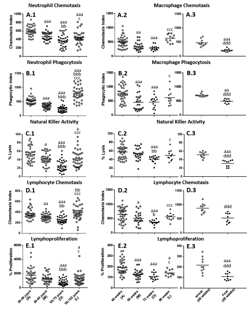 Age-related changes in immune functions in peripheral blood leukocytes from humans and in peritoneal leukocytes from mice. (A) Phagocytic Index: number of latex beads ingested per 100 human neutrophils (A.1) or mouse macrophages (A.2 and A.3); (B) Chemotaxis Index: number of phagocytes on the filter, human neutrophils (B.1) or mouse macrophages (B.2 and B.3); (C) NK cytotoxic activity (percentage of lysis of tumor cells) of human leukocytes (C.1) or mouse leukocytes (C.2 and C.3). (D) Chemotaxis Index: number of human lymphocytes on the filter (D.1) or mouse lymphocytes (D.2 and D.3); (E) Percentage of proliferation of lymphocytes in response to the mitogen Phytohaemagglutinin in the case of humans (E.1) and in response to Concanavalin A in the case of mice (E.2 and E.3). The results corresponding to peritoneal leukocytes from adult prematurely-aging mice (PAM) and non-prematurely-aging mice (NPAM) are shown in A.3, B.3, C.3, D.3, and E.3. A: Adult; M: Mature; O: Old; L: Long-Lived; a: P ; aa: P ; aaa: P  with respect to the value in adults. b: P ; bb: P ; bbb: P  with respect to the value in mature individuals. c: P ; cc: P ; ccc: P  with respect to the value in old subjects. d: P ; dd: P ; ddd: P  with respect to the value in NPAM.
