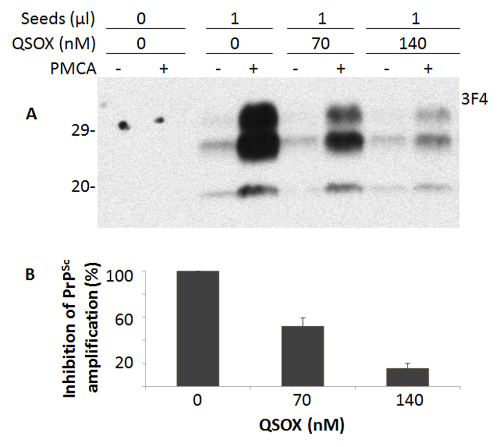 Effect of QSOX on PrPSc amplification by PMCA. (A) Western blotting of PrP in the PMCA products after PrPSc amplification by PMCA in the presence of different amounts (0, 70 nM, and 140 nM) of QSOX for a round of PMCA. PrPSc was detected by Western blotting with the 3F4 antibody after a round of PMCA. The blot is a representative of three experiments. (B) Quantitative analysis of the amounts of PrPSc amplified by PMCA.