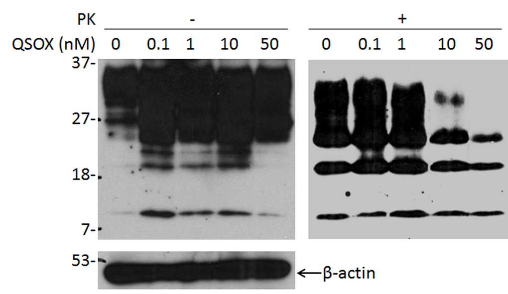 Effect of QSOX on PrPSc propagation in ScN2a cells. Western blotting of PrP in ScN2a cells in the presence of different amounts of QSOX ranging from 0 to 50 nM for four days. After four days, the cells were lysed and subjected to PK-digestion at 25 µg/ml prior to SDS-PAGE and Western blotting with 6D11. The intensity of PK-resistant PrPSc is significantly decreased at 10 nM of QSOX or greater. β-actin was determined to normalize the levels of individual samples examined. The result shown here is a representative of three experiments.