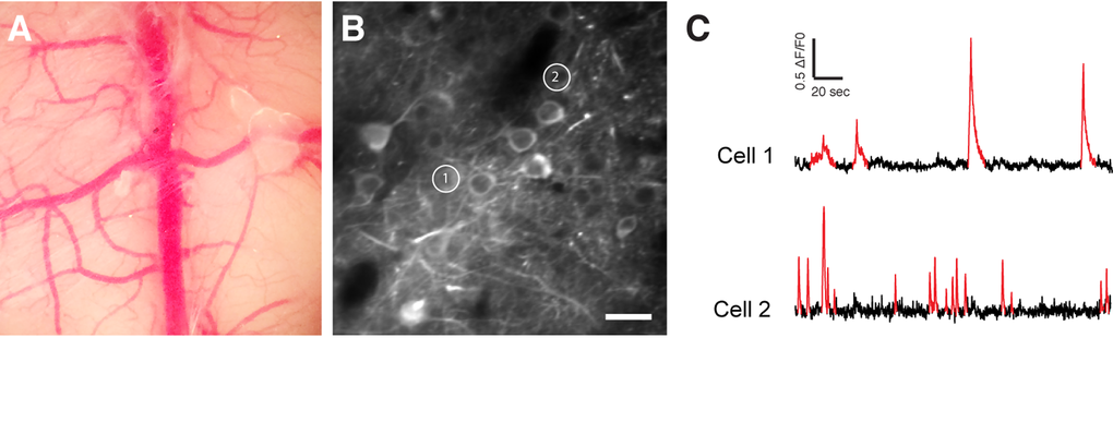 In vivo two-photon calcium imaging. (A) Chronic cranial window. (B) Two-photon image of GCaMP6f expressing neurons. (C) Spontaneous Ca2+ transients (in red) of the two cells shown in (B). Scale bar = 50 µm.