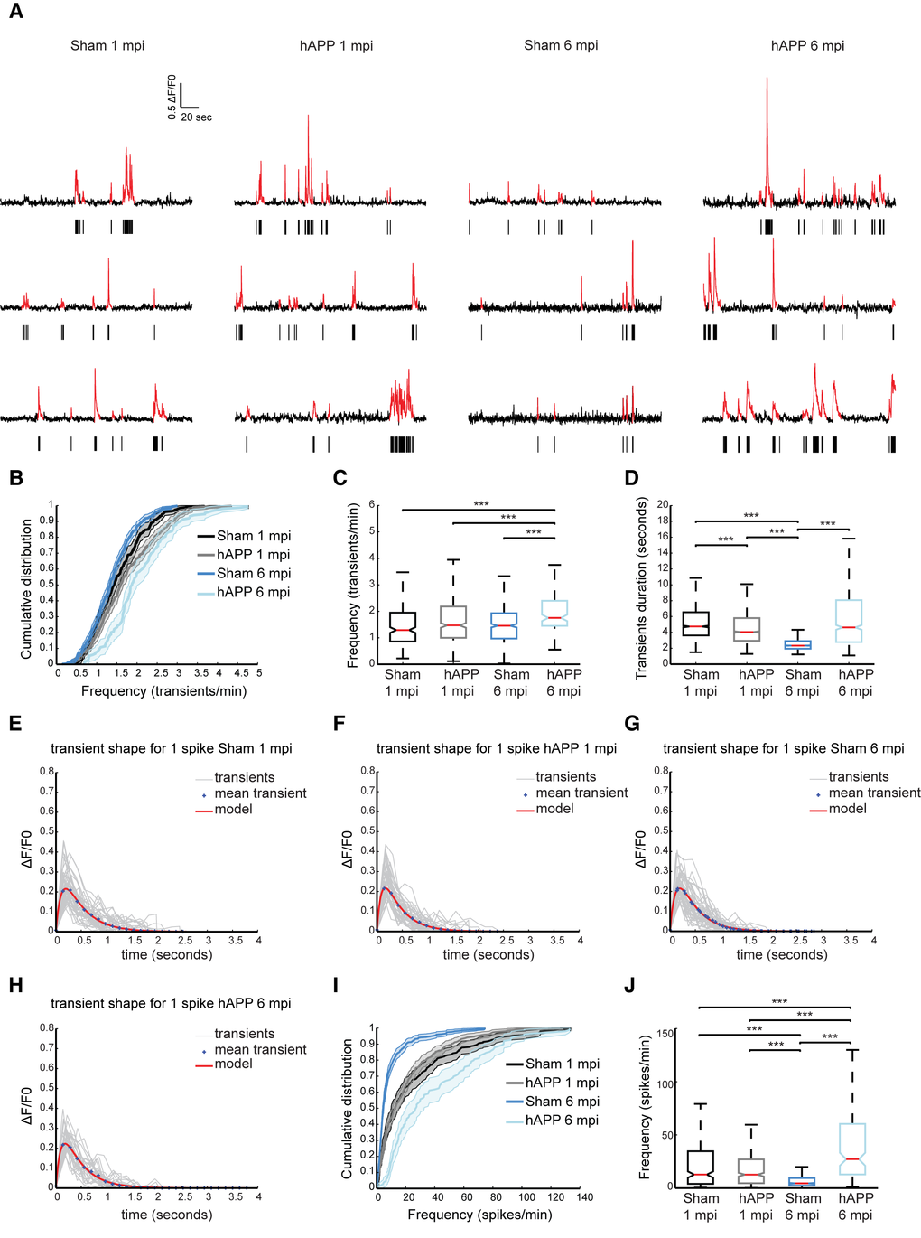 Higher rates of neuronal activity in layer II/III of PrLC in AAV-hAPP-SLA injected mice. (A) Representative spontaneous Ca2+ transients of sham-operated mice and hAPP mice and corresponding raster plots 1 and 6 mpi. (B) Population averaged cumulative plot of the distribution of spontaneous transients/min. (C) Median frequency of spontaneous calcium transients/min of the different mouse groups. (D) Median transient durations. (E-H) Kernel estimation for the different mouse groups. The kernel (model) is obtained from the fitting of an alpha function on the mean unitary calcium transient (crosses). In light gray, individual unitary calcium transients used to compute the mean for sham-operated and hAPP mice at 1 and 6 mpi of the vector. (I) Population averaged cumulative histograms of the distribution of spontaneous spikes/min. (J) Median frequency of spontaneous calcium spikes/min of the different mouse groups (n = 4 animals for each group). Kruskal-Wallis test for all comparisons. (*P
